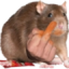 FingerRat emote for Discord