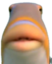 fishStare emote for Discord