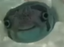 fishHappy emote for Discord