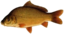 fishKARP emote for Discord