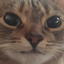 fir emote for Discord