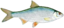 fishPLOC emote for Discord