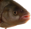 Fisch emote for Discord