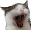 figaroar emote for Discord