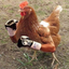 fightinahhchicken emote for Discord
