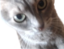 filyaAttack emote for Discord