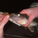 fishBlunt static emote for Discord, Twitch and Slack