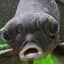 FISHSTARE emote for Discord