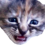 FileACatplaint emote for Discord