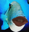 FishTeeth emote for Discord