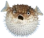 fishMad emote for Discord