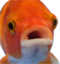 fishsurprised emote for Discord