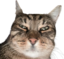 filousus emote for Discord