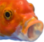 fishlol emote for Discord