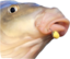 fishHuhR emote for Discord