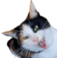 fibiAAH emote for Discord