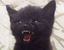 FierceCat emote for Discord