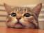 FailCat emote for Discord