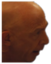 fatherFucking emote for Discord