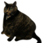 fatasscat emote for Discord
