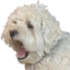 FarleyRoar emote for Discord