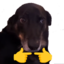 falcoBitti emote for Discord
