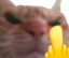 FCKUCat emote for Discord