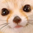 fennecLookingAtYou static emote for Discord, Twitch and Slack