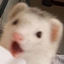 ferretPog emote for Discord