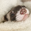 ferretcozy emote for Discord