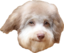 fdupBruh emote for Discord
