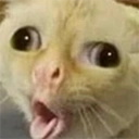 feralwCough static emote for Discord, Twitch and Slack