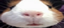 feiip1widePogOCuyW emote for Discord