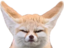 fenT emote for Discord