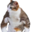 FeelsStrongCat emote for Discord