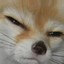 fennecSus emote for Discord
