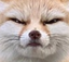 fenTW emote for Discord