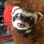 FerretLookingAtYou emote for Discord