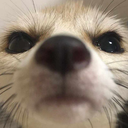 fennecJudgingYouHarshly static emote for Discord, Twitch and Slack