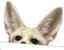 FenLurk emote for Discord