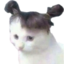 feelsCatte emote for Discord