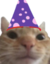 FeelsCatBirthday emote for Discord
