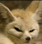 FenMadge emote for Discord