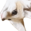 fenLookDown emote for Discord