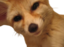 fennecOkaychamp emote for Discord