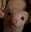 ferret emote for Discord