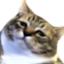 FedUpCat emote for Discord