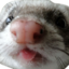 fertBlep emote for Discord