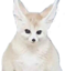 fenChad emote for Discord