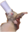 FerretChef emote for Discord